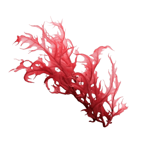 astaxanthin