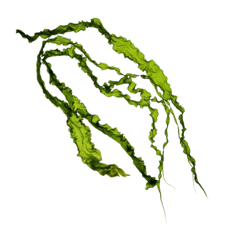 wakame őssejt