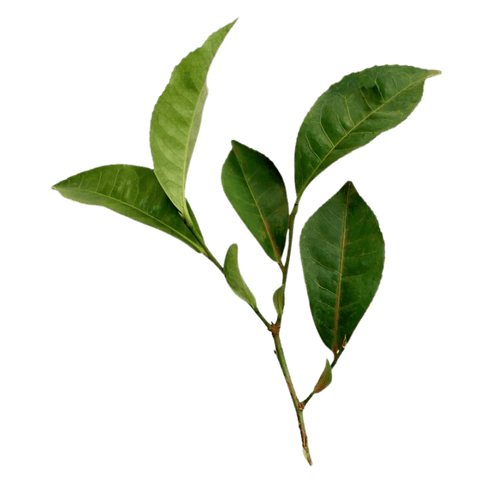 zöldtea-kivonat